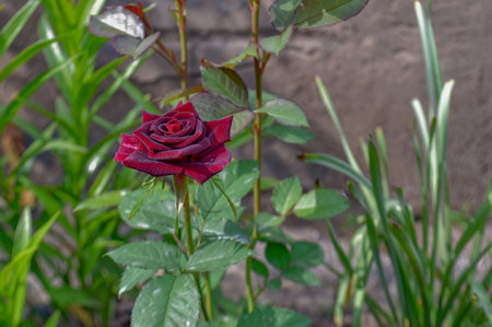 blossoming lush buds of dark red roses close-up.の写真素材