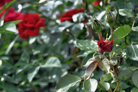 blossoming lush buds of dark red roses close-up.の写真素材