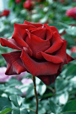 blossoming lush buds of dark red roses close-up.の写真素材