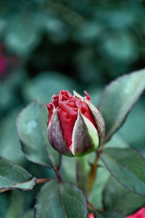 half-blossomed buds of dark red roses close-up.の写真素材