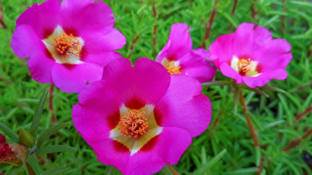 Bright pink purslane flowers close-up.の写真素材