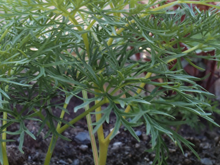 Young kochia bush with bright leaves.の写真素材