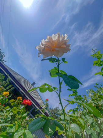 Stunning White Rose with Blue Sky Background.の写真素材