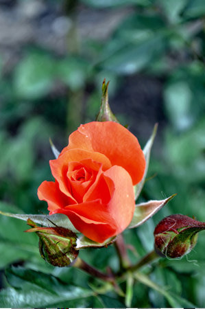 blossoming bud of orange carrot rose in the garden close-up.の写真素材