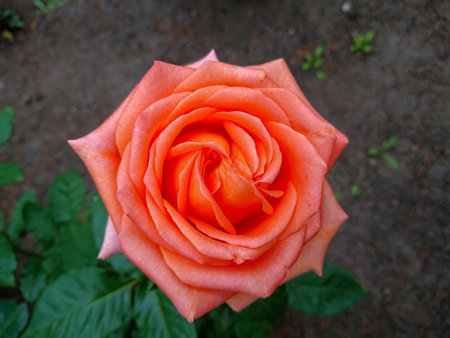 blossoming bud of orange carrot rose in the garden close-up.の写真素材