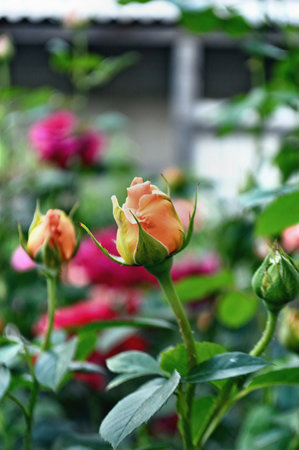 two unopened buds and one blossoming bud of yellow roses.の写真素材