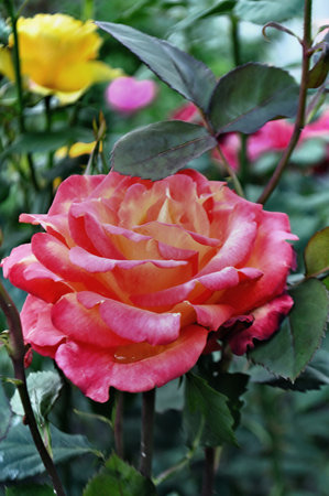 yellow-scarlet blossoming rosebud in the garden with a large plon.の写真素材