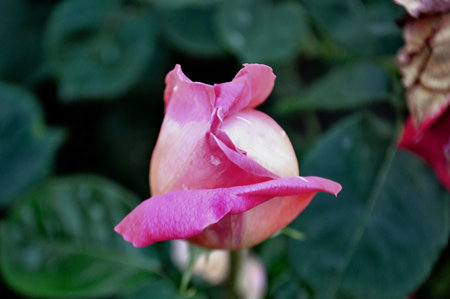 Half-blossomed bud of pink and white rose close-up in garden.の写真素材