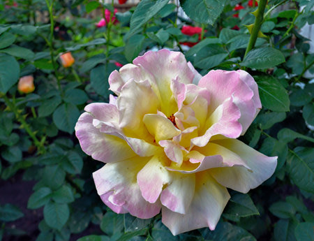 A blossoming bud of a white pink rose in the garden close-up.の写真素材