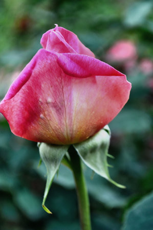 Half-blossomed bud of pink and white rose close-up in garden.の写真素材