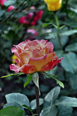 yellow-scarlet blossoming rosebud in the garden with a large plon.の写真素材