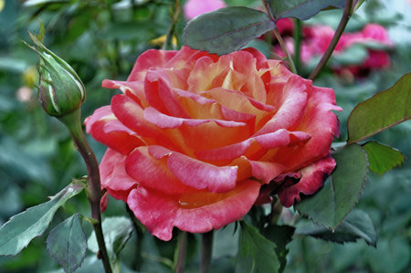 yellow-scarlet blossoming rosebud in the garden with a large plon.の写真素材