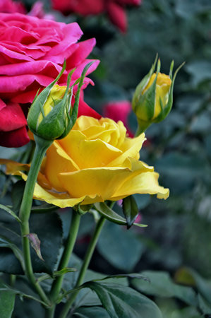 two unopened buds and one blossoming bud of yellow roses.の写真素材