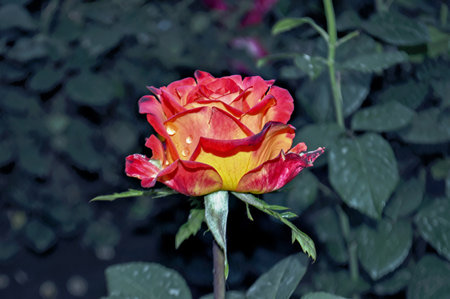 yellow-scarlet blossoming rosebud in the garden with a large plon.の写真素材