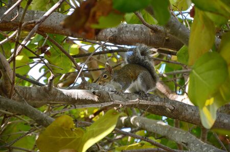 Little squirrelの写真素材