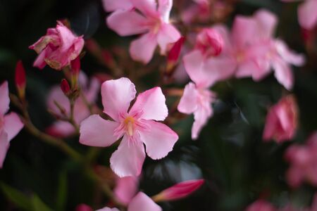 Pink flowers in the garden