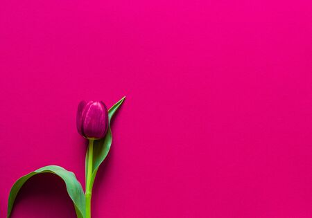 Fresh Tulips. Cut flowers. On a red background. Pink Tulips Flowers for the vase. The decoration of the apartment. Romantic flowers. Perfect for a gift.の写真素材