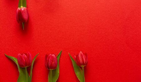 Fresh Tulips. Cut flowers. On a red background. Red Tulips Flowers for the vase. The decoration of the apartment. Romantic flowers. Perfect for a gift.の写真素材