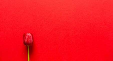 Fresh Tulips. Cut flowers. On a red background. Red Tulips Flowers for the vase. The decoration of the apartment. Romantic flowers. Perfect for a gift.の写真素材