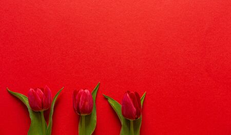 Fresh Tulips. Cut flowers. On a red background. Red Tulips Flowers for the vase. The decoration of the apartment. Romantic flowers. Perfect for a gift.の写真素材