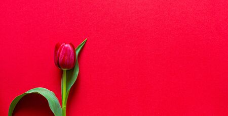 Fresh Tulips. Cut flowers. On a red background. Red Tulips Flowers for the vase. The decoration of the apartment. Romantic flowers. Perfect for a gift.の写真素材