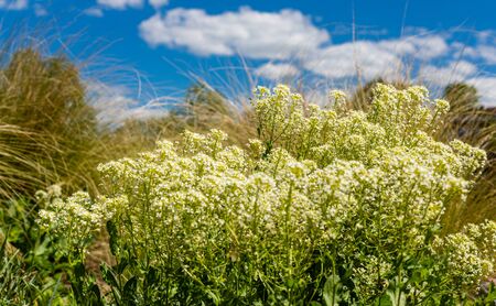 Small, white flowers in the grass. Plants against a blue sky. Urban nature. Plants in the city park.の写真素材
