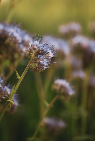 Small purple flowers. Wild fields and pastures. Blurry background. Field flowers. Purple petals. Field weeds. Seasonal plants. Bees on flowers. Pollination.の写真素材