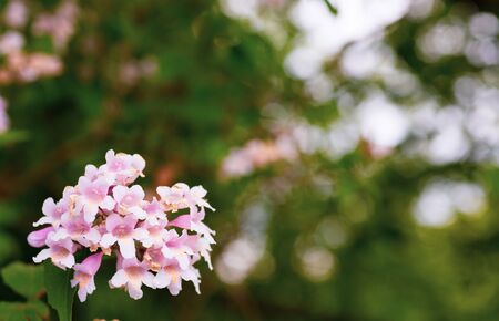 Small, pink garden flowers. Home decoration. Fresh plants. Bokeh in the pictures. Green bushes....