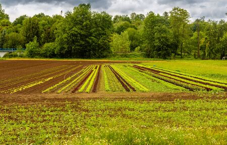 Salat in the field. Organic cultivation. Young vegetables. Food production. Ecological farming.