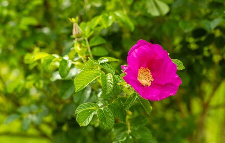 Wild rose. A fresh flower. Seasonal vegetation. Mature, green bushes. Rose tea Urban Greenery Flower...
