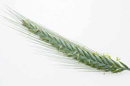 Young cereals. Green grass on a white background. Isolated from background. Green ears and shoots of...