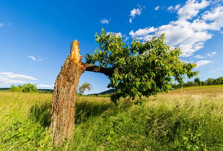Broken cherry tree. Single tree on the field. Decayed money Arable land. Under the blue sky.の写真素材