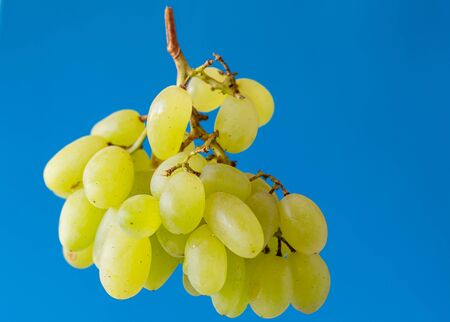 Bunch of fresh grapes. Fruits on a blue background. Isolated from background. Vegetarian food. Fruit in a slimming diet.の写真素材