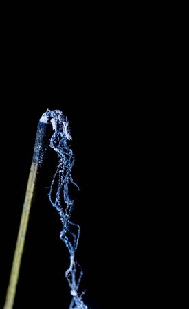 Burnt Incense. Ash and stick. Meditation at home. Ash after incense. Photo on a black background.の写真素材