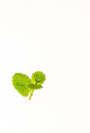 Young mint leaves. Fresh herbs. Photo on a white background. Home-grown herbs. Food ingredient. Herbs for tea.の写真素材