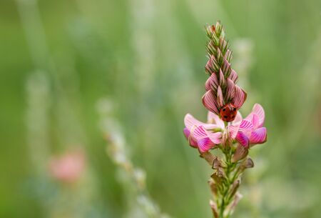 Purple Wildflowers. Wild vegetation. A field full of flowers. Delicate straps. Nature's colors.の写真素材