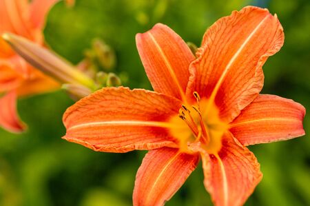 Orange Lilies. Flower pretzels with pollen. Macro picture of a lily. Garden flowers. Domestic cultivation of ornamental plants.の写真素材