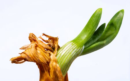 Onion and young chives. Fresh Vegetables. Organic farming. Ingredient of vegetarian dishes.の写真素材