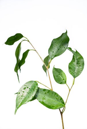 Ficus benjamina young seedling. Plant on a white background. Isolated from background. Potted flowers. Domestic cultivation of plants.の写真素材
