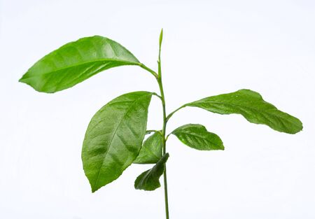 Ficus benjamina young seedling. Plant on a white background. Isolated from background. Potted flowers. Domestic cultivation of plants.の写真素材