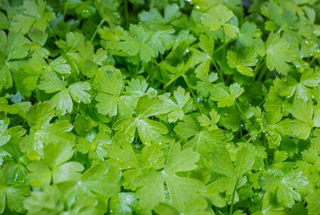Green parsley. Home-grown vegetables. Green vitamins. Raw vegetables. Organic farming.
