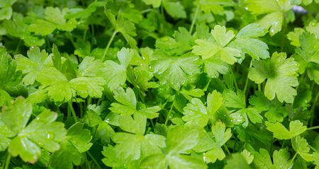 Green parsley. Home-grown vegetables. Green vitamins. Raw vegetables. Organic farming.の写真素材