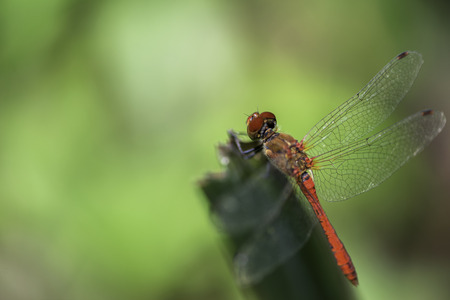 The red dragonflyの写真素材