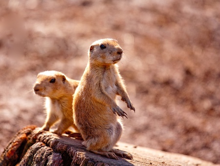 Two prairie dogs sitting on a log keeping a look out for predatorsの写真素材