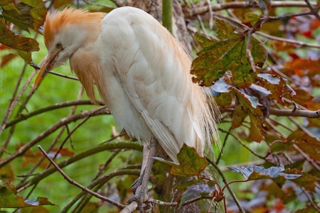 A whire egret hiding in a treeの写真素材