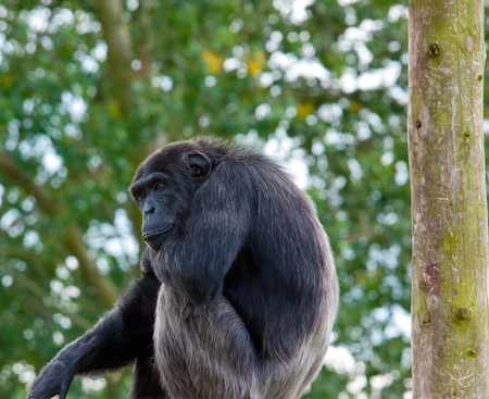 A chimpanzee sitting high above the ground looking out in a thoughtful mannerの写真素材