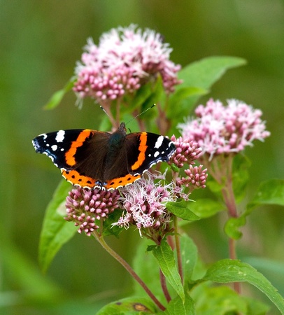 A red admiral butterfly on a flower