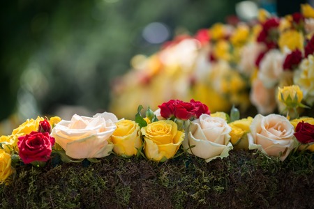 Selected focus on the great colored roses sticking into green fence like ornament