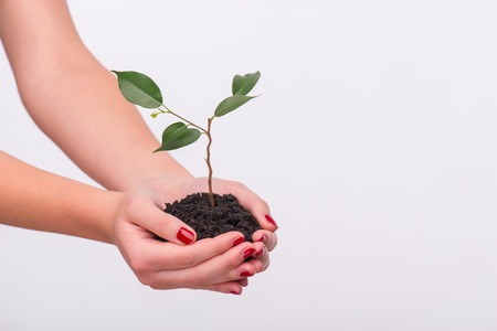 Little green plant in the hands of woman isolated on white background. Concept of new life