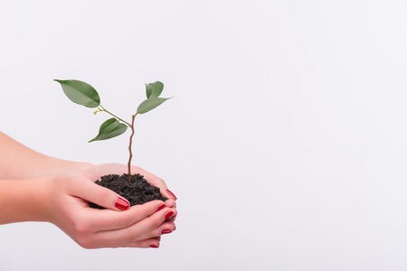 Little green plant in the hands of woman isolated on white background.